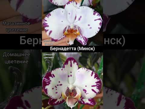 Орхидея Бернадетта (Минск)