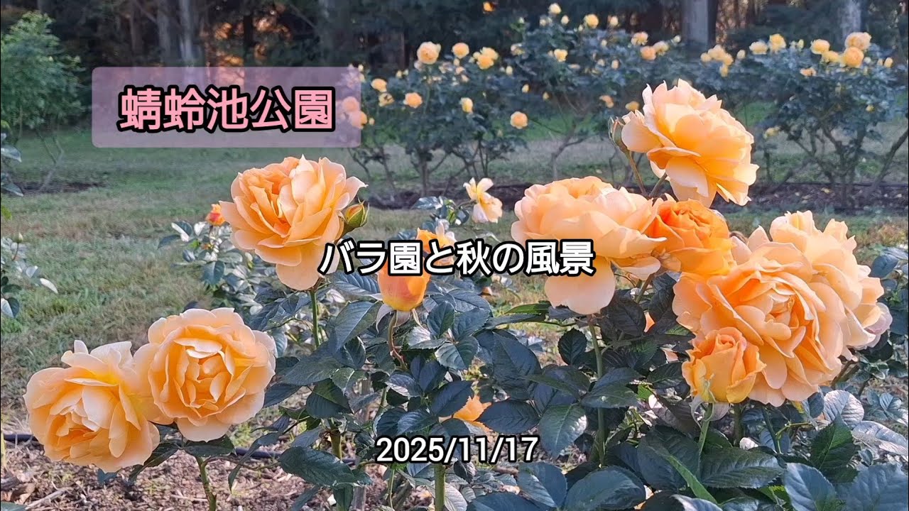 バラ園と秋の風景　蜻蛉池公園