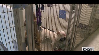 Williamson County animal shelter asks for support after helping with 3 cruelty cases