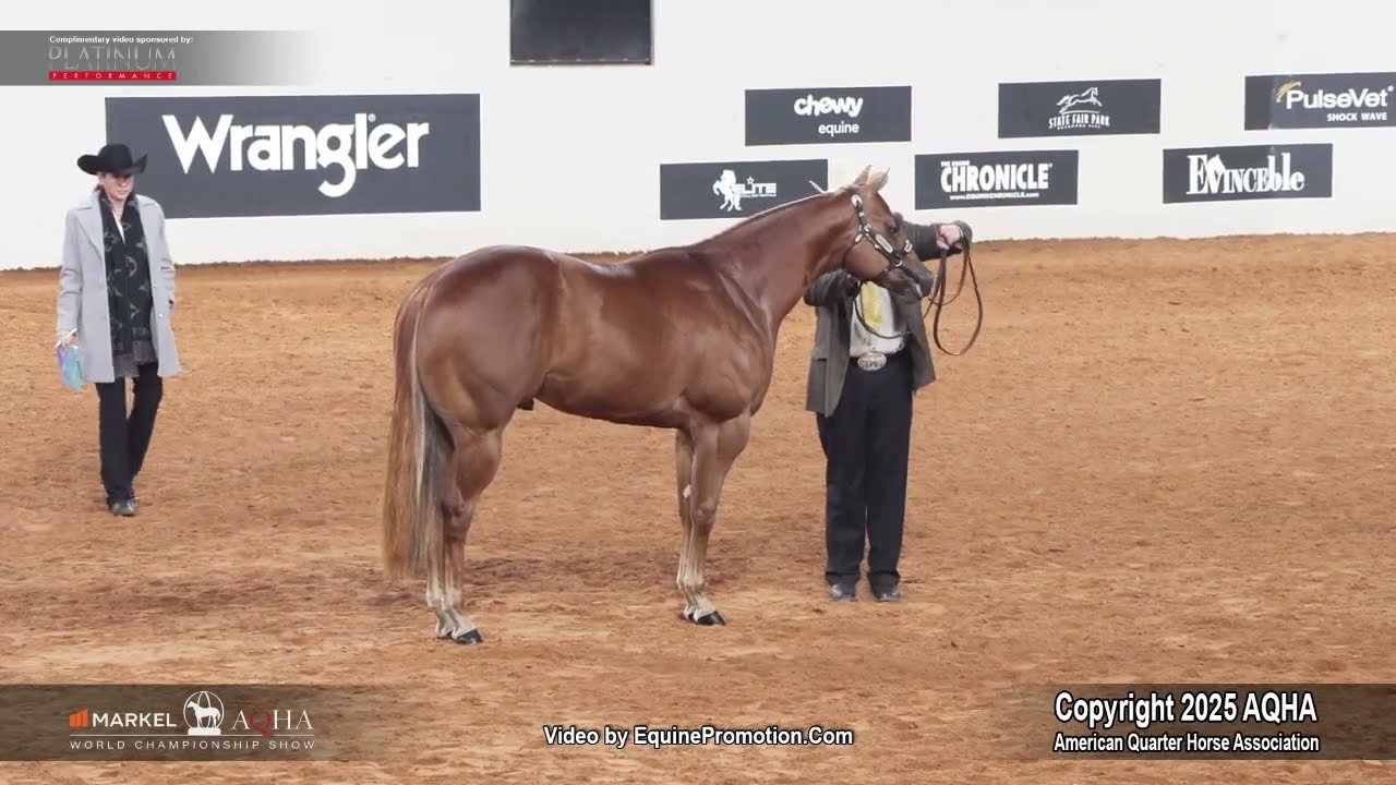 Чемпион мира по отбору жеребят-годовиков 2025 года