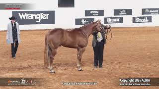 2025 Select Yearling Colts World Champion