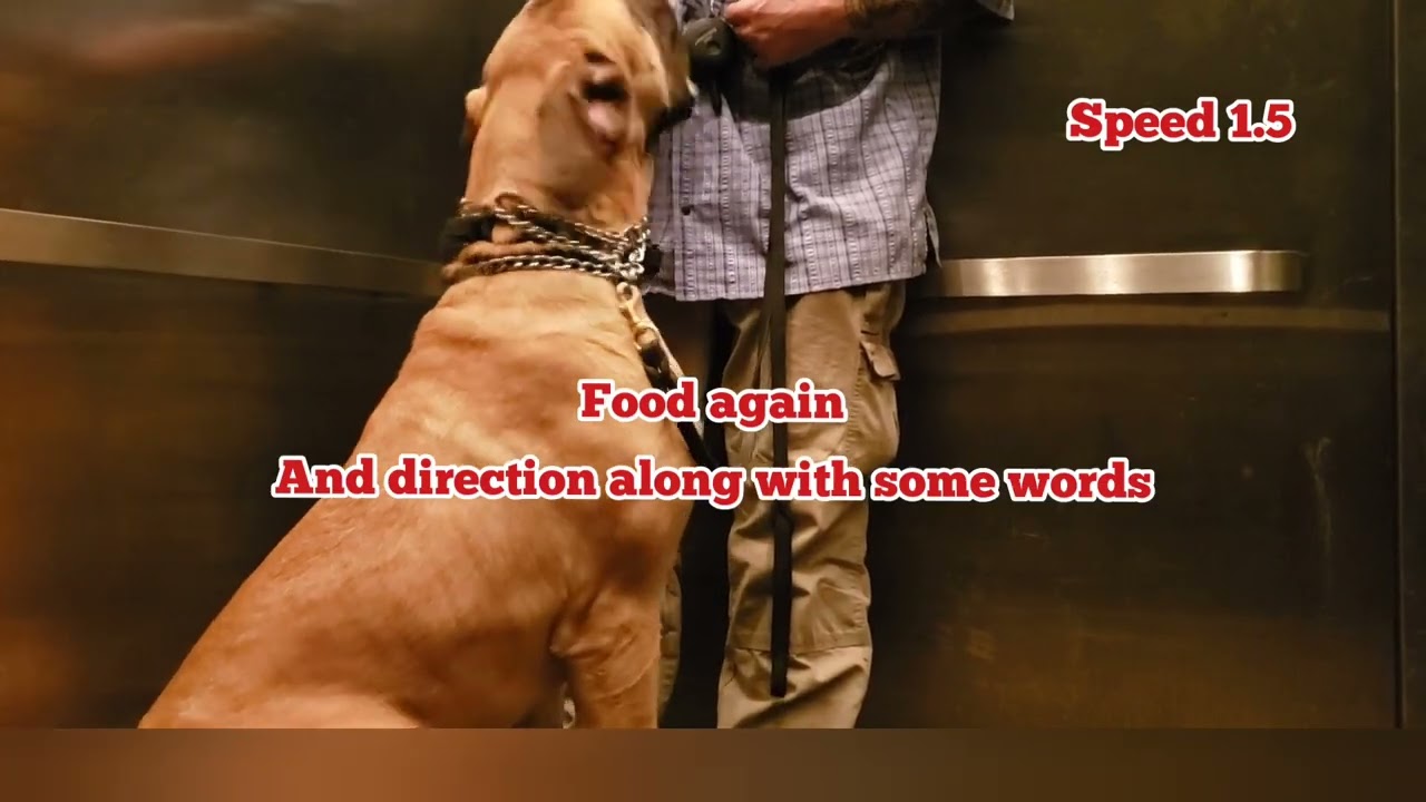 130lb Mastiff pup first elevator ride. This is what socialization of a dog really means! 