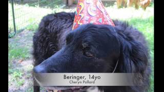 2014 A HERO DOGS Tribute