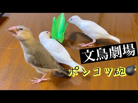 【爆笑】文鳥劇場　ポンコツ砲💣　#186