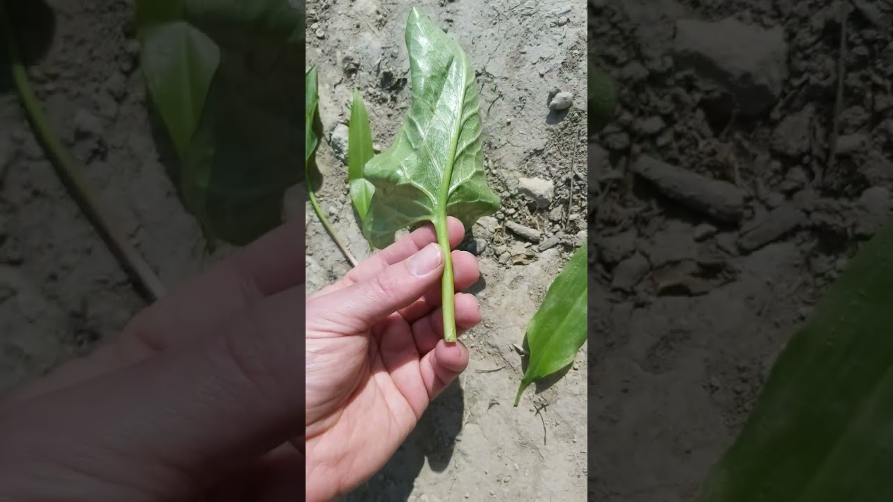 Aronstab und Bärlauch leicht zu verwechseln? Nicht wirklich im direkten Vergleich nebeneinander.