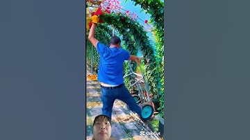 đây là giống cây hoa hồng leo làm cổng rào rất là đẹp mắt