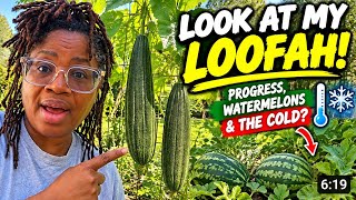Growing Loofah in Michigan | Will It Mature Before the Cold?