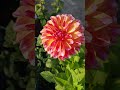 #motivation #gardening
