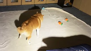 夜中に起きると柴犬が「黒いアレ」と戦っていました。