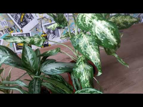 Эстафета🌵' Мои три