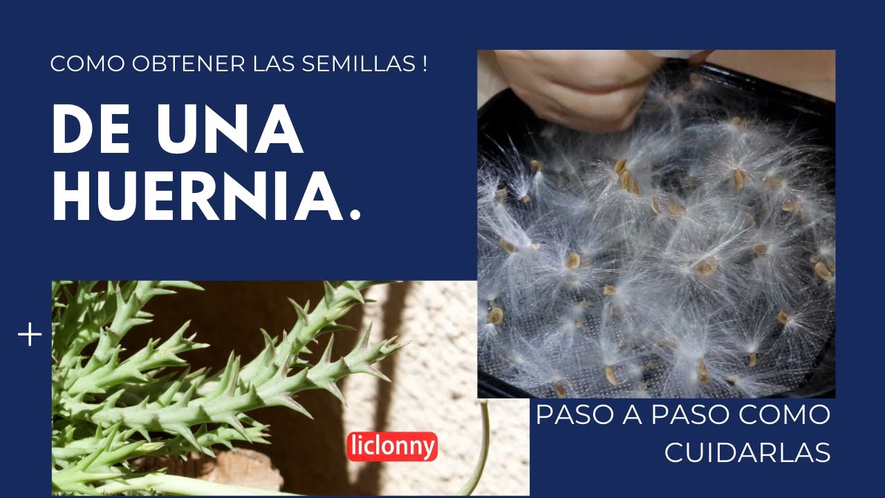 5 huernia Recondita semi Graines korn Semillas no stapelia aztekium caralluma 