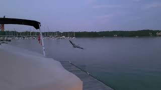 Grey heron taking flight at dusk over Lake Lanier