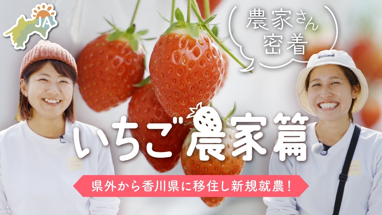 【生産者密着！】いちご農家篇 ～香川移住で新規就農！～