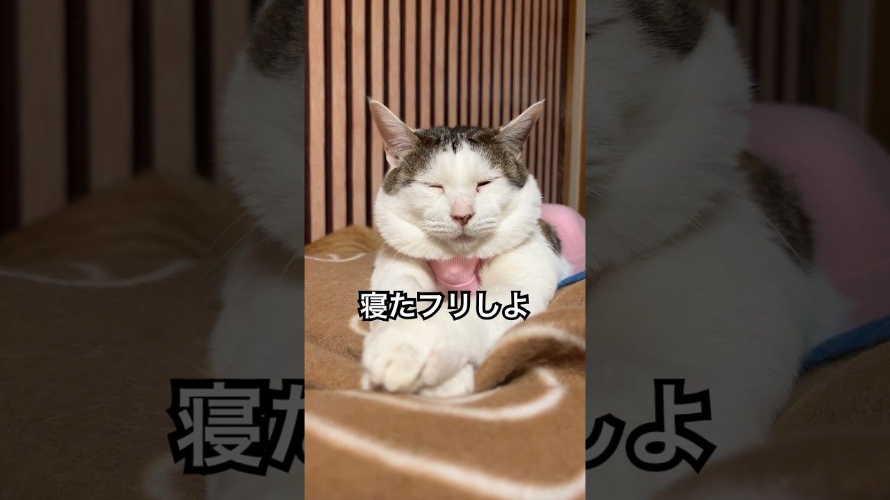 「オイラ寝てまちゅよ」一生懸命寝たフリして導尿拒否😂