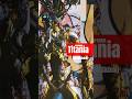 Titania [COLOR SKINS] WARFRAME #pcgaming
