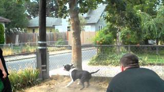 Phatt Trav And Gaurdian Hangtime Dog