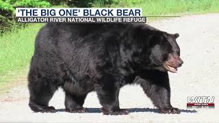 Alligator River refuge shares ‘The Big One’, believed to be largest black bear on reserve