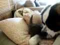 &quot;Abby&quot; the Saint Bernard dog gives love to her 5 week old kitty