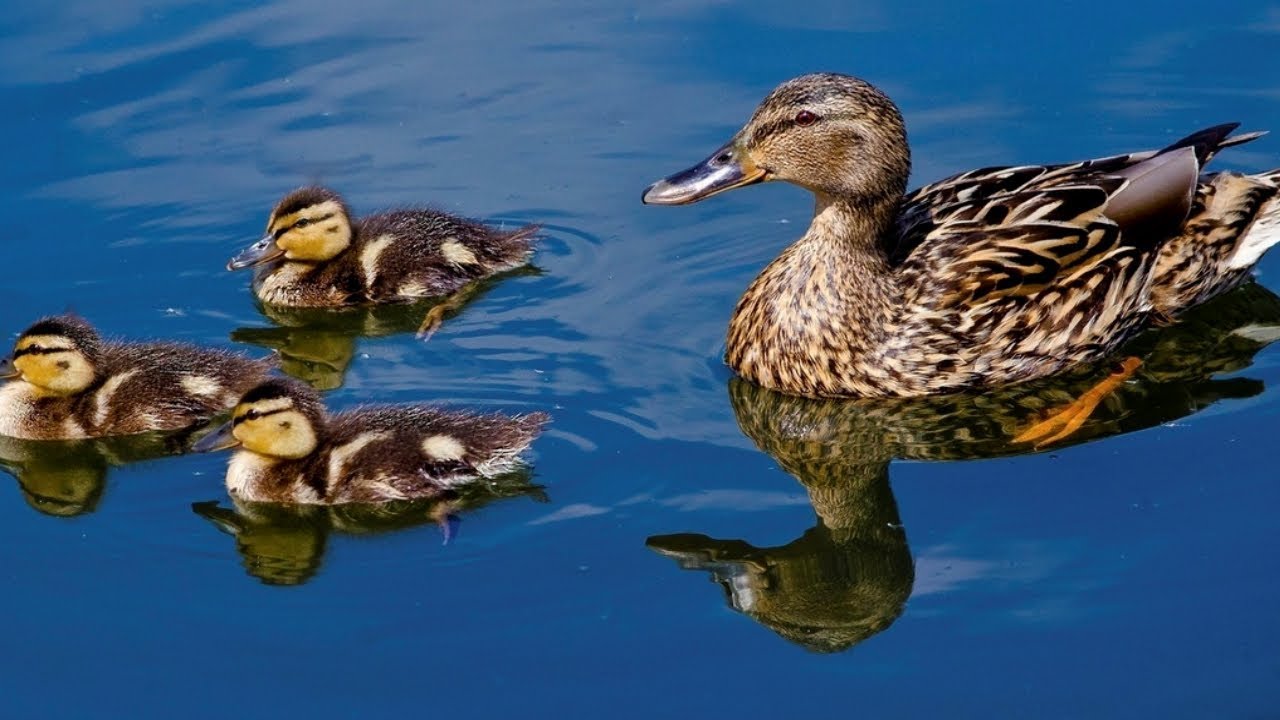 Утки плавают в пруду. Белозерск. Прогулки по городу. - YouTube
