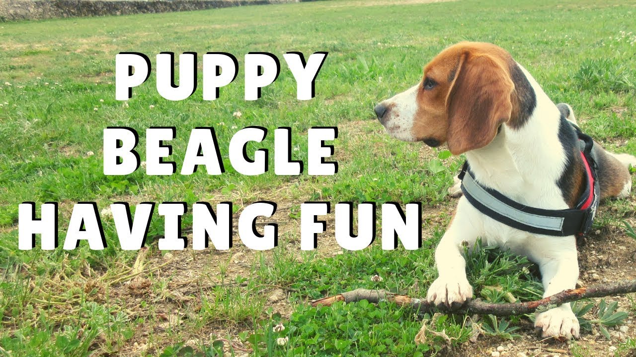 Puppy Beagle Having fun 😝🐶🌲🌳🌾 - YouTube