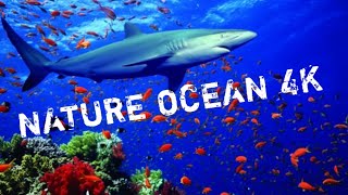 ONE HOUR Of Amazing Ocean Moments 4K | BBC Earth