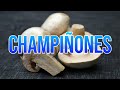 BENEFICIOS DE LOS CHAMPIÑONES