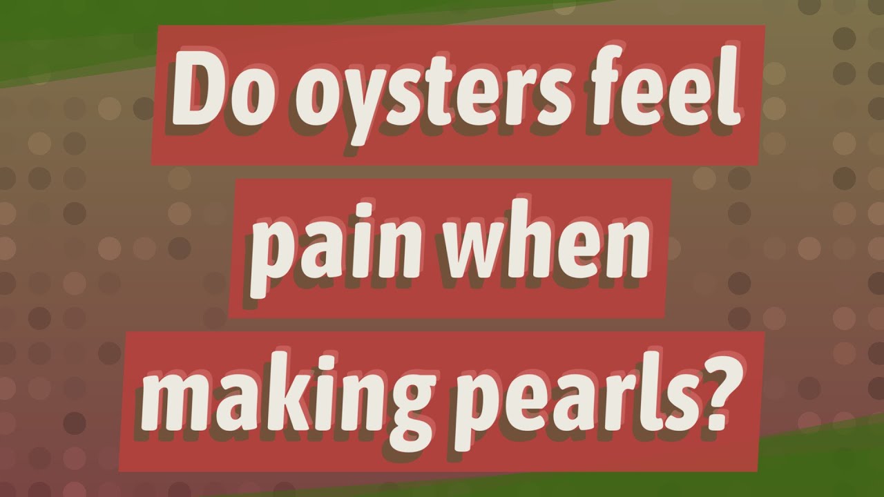 Do oysters feel pain when making pearls? YouTube