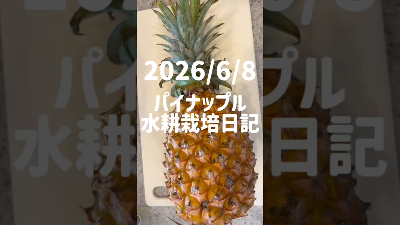 Pineapple Hydroponic Diary: August 2026 - YouTube
