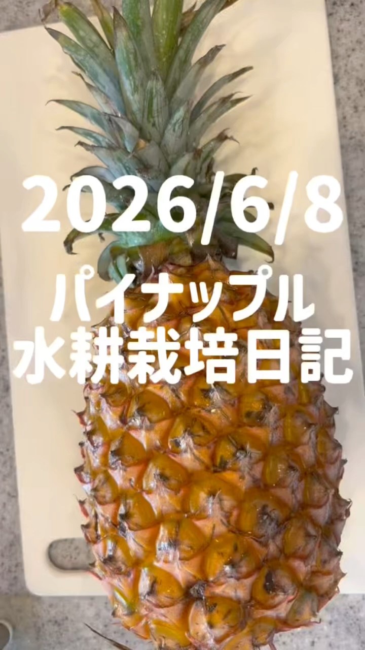 Pineapple Hydroponic Diary: August 2026 - YouTube