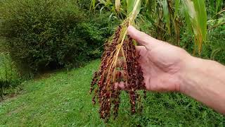Broom Corn ,The 1st Step in Broom Making ,