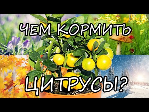 Видео: Удобрение для лимонных деревьев - Как подкормить растущие лимонные деревья