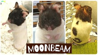 Meet My Foster Hamster