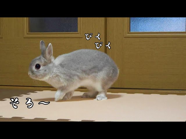 なんの変哲のないうさぎ 人間には見えない「なにか」を警戒するうさぎさん・・・ - YouTube