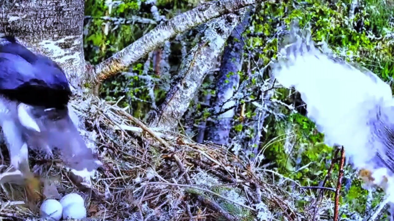 3 EGGS. MALE FLIES IN NEST FOOD AND GIVES FEMALE. NORTHEN GOSHAWK. NORTHEN ESTONIA. 15.05.2022. ♥️ .