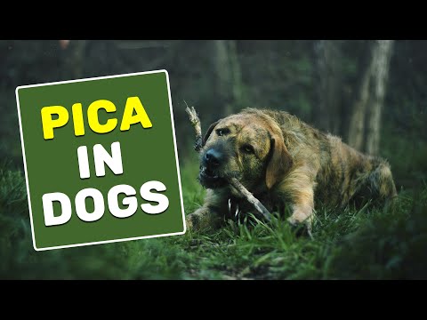 Vidéo: Quelles sont les causes d'un chien à Belch beaucoup?