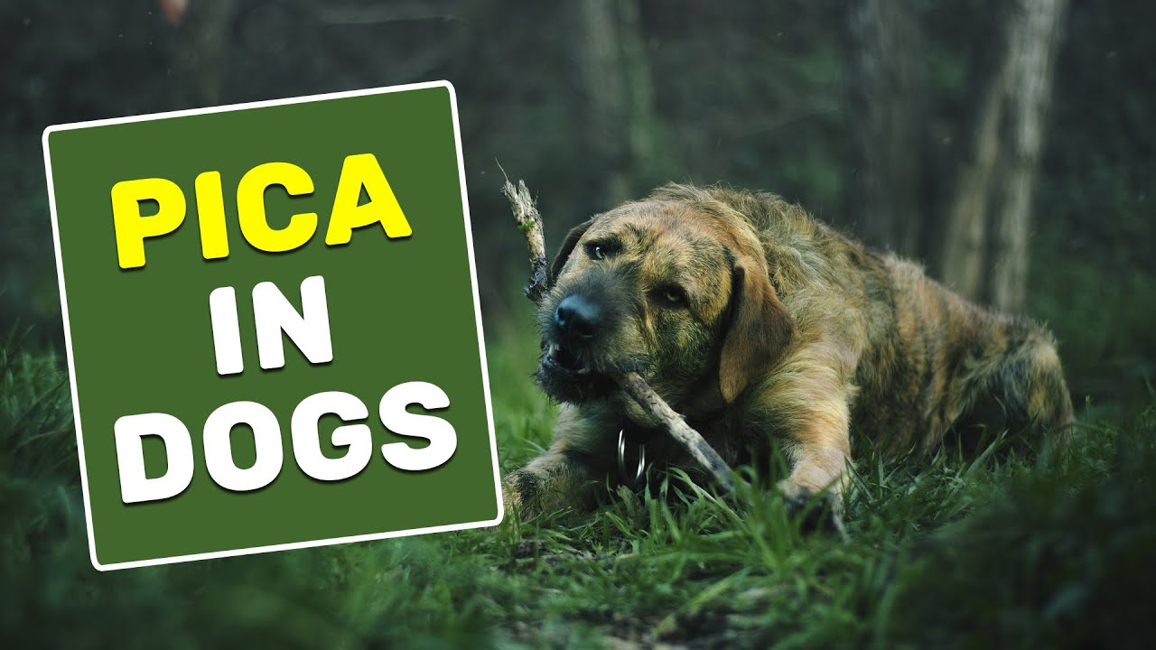 What Is Pica In A Dog