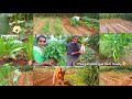    making small vegitables gardenfresh vegetables harvestingfarm