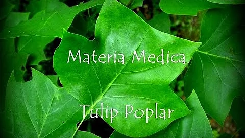 Materia Medica Tulip Poplar 19