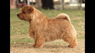 Terrier de Norfolk / Raza de Perro