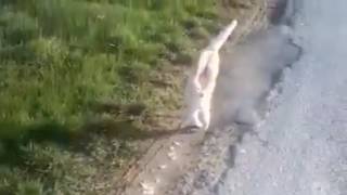 Go Home Cat Youre Drunk Funny Videos 2015