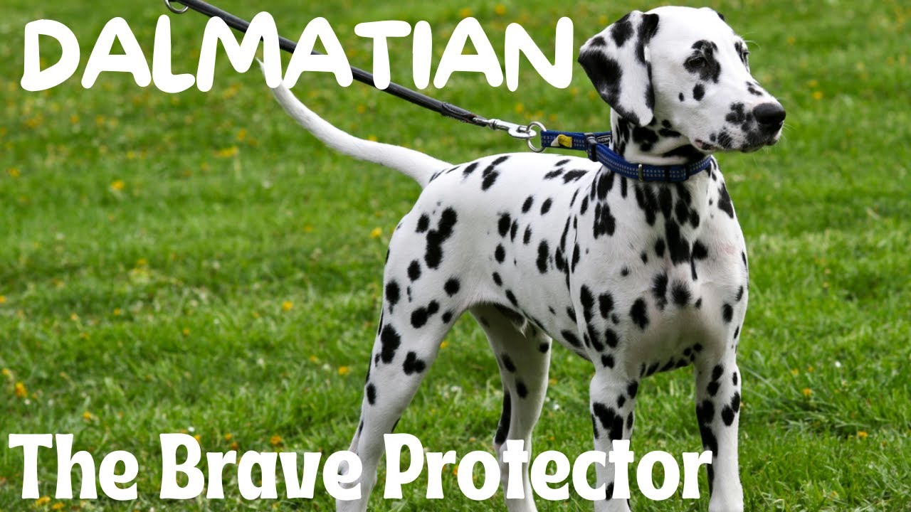 dalmatian-the-brave-protector-youtube