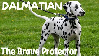 Dalmatian : The Brave Protector by FurryFriends 62 views 2 months ago 7 minutes, 21 seconds