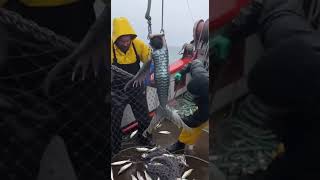 Deepsea Mermaid Found Tangled in Fishing Net — Crew Frozen #shorts  #dancetiktok dan
