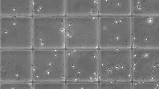 Semen 2019 ronde 3 film B