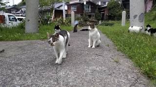 [猫島]藍島が猫天国過ぎる