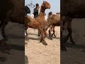 Nachi Bakri Uch Sharif Mela Nachi Goat Walk Dancing Got Nachi Bakri Got Youtubeshorts Viral 