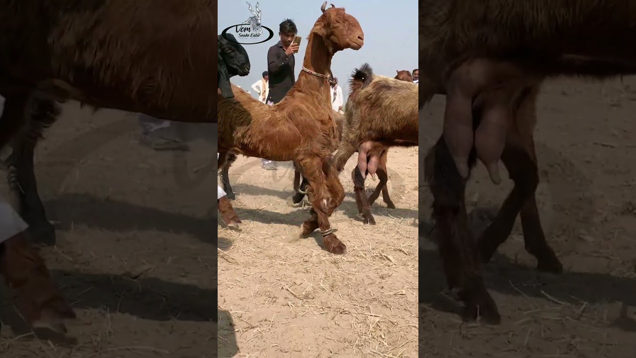 Nachi bakri Uch Sharif Mela | nachi goat walk | Dancing Got | Nachi Bakri 