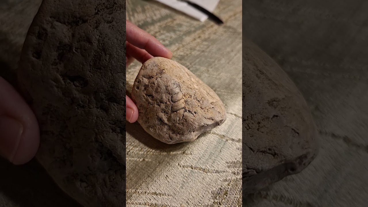 🐚 Bostrychoceras yra amonitas!