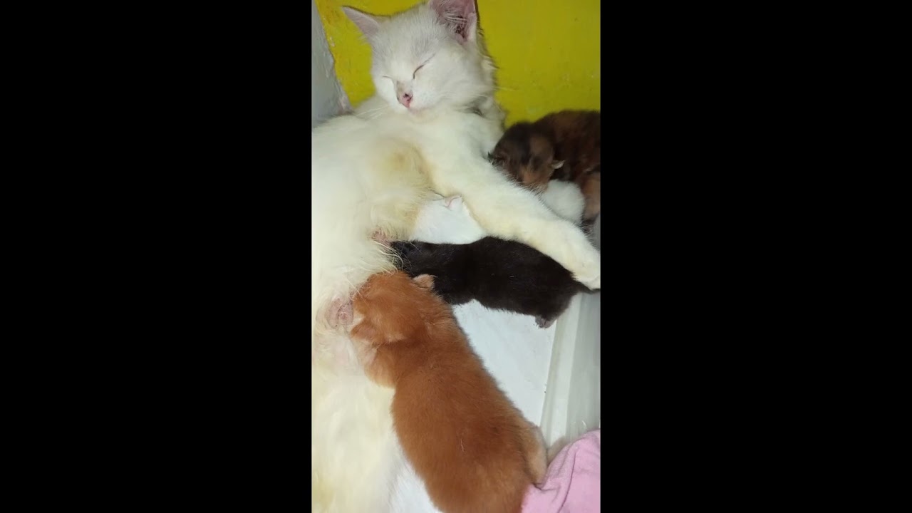 Zinzan Si Kucing Sayang, Pagi-pagi Sudah Jaga Anaknya! ❤️🐱"  