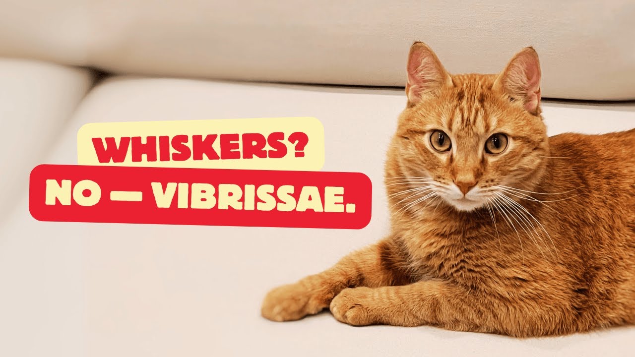 10 Amazing Facts About Cat Whiskers (a.k.a. Vibrissae)